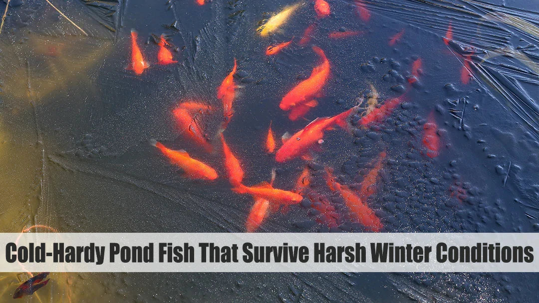 Cold-Hardy Pond Fish That Survive Harsh Winter Conditions