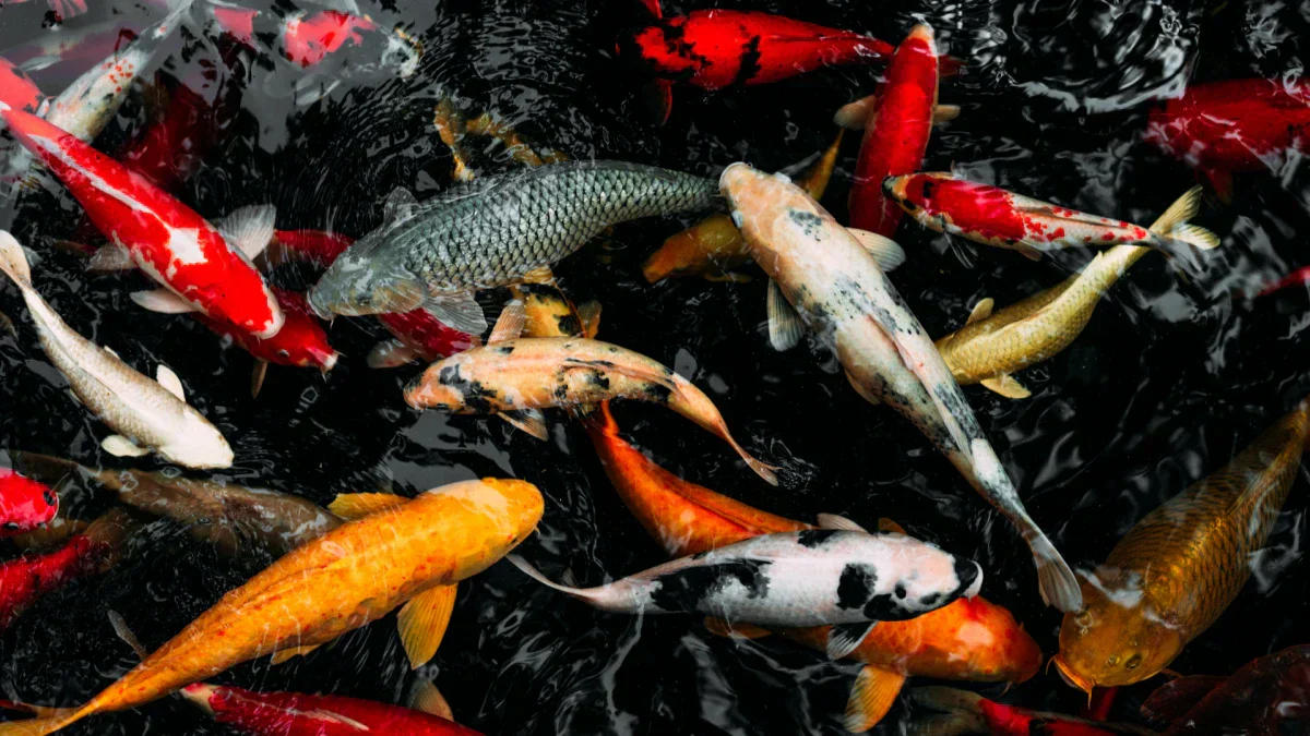 Common Questions About the Construction of Koi Ponds