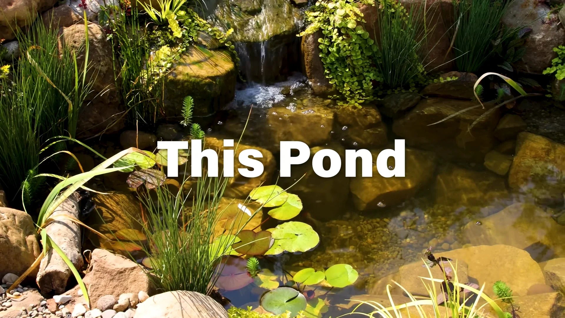 DIY Low-Cost Ecological Pond: A Full Record From Initial Construction to Expansion