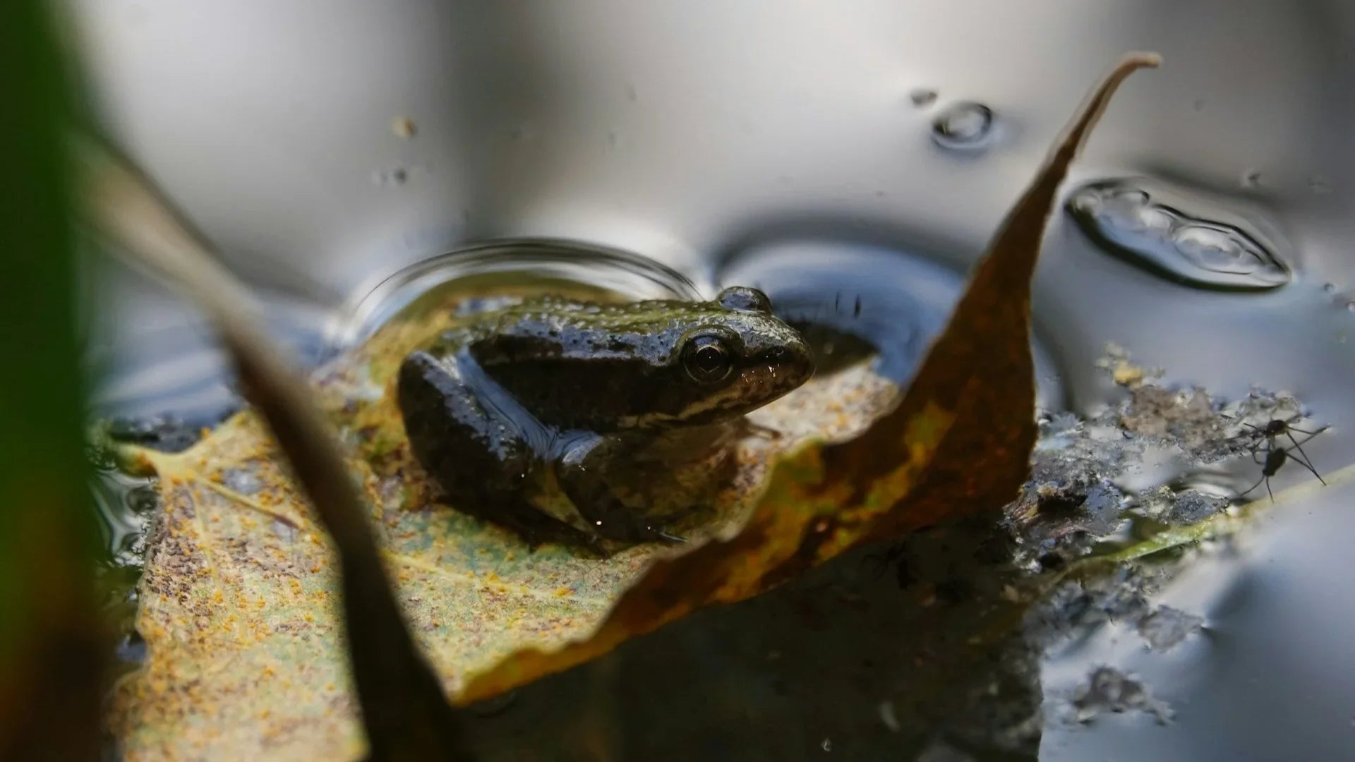 Do Pond Frogs Eat Aqutic Plants