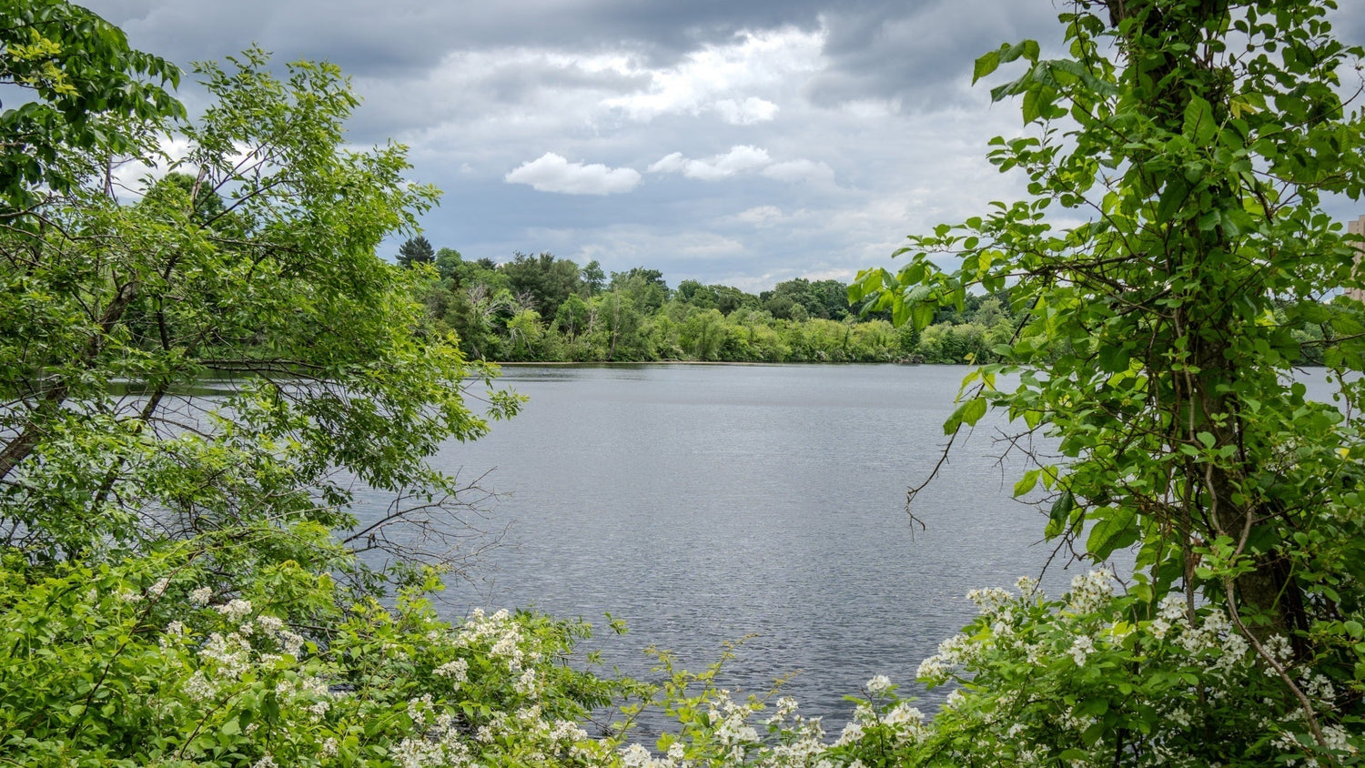 Fresh Pond Lake: Explore Its Beauty and Ecosystem