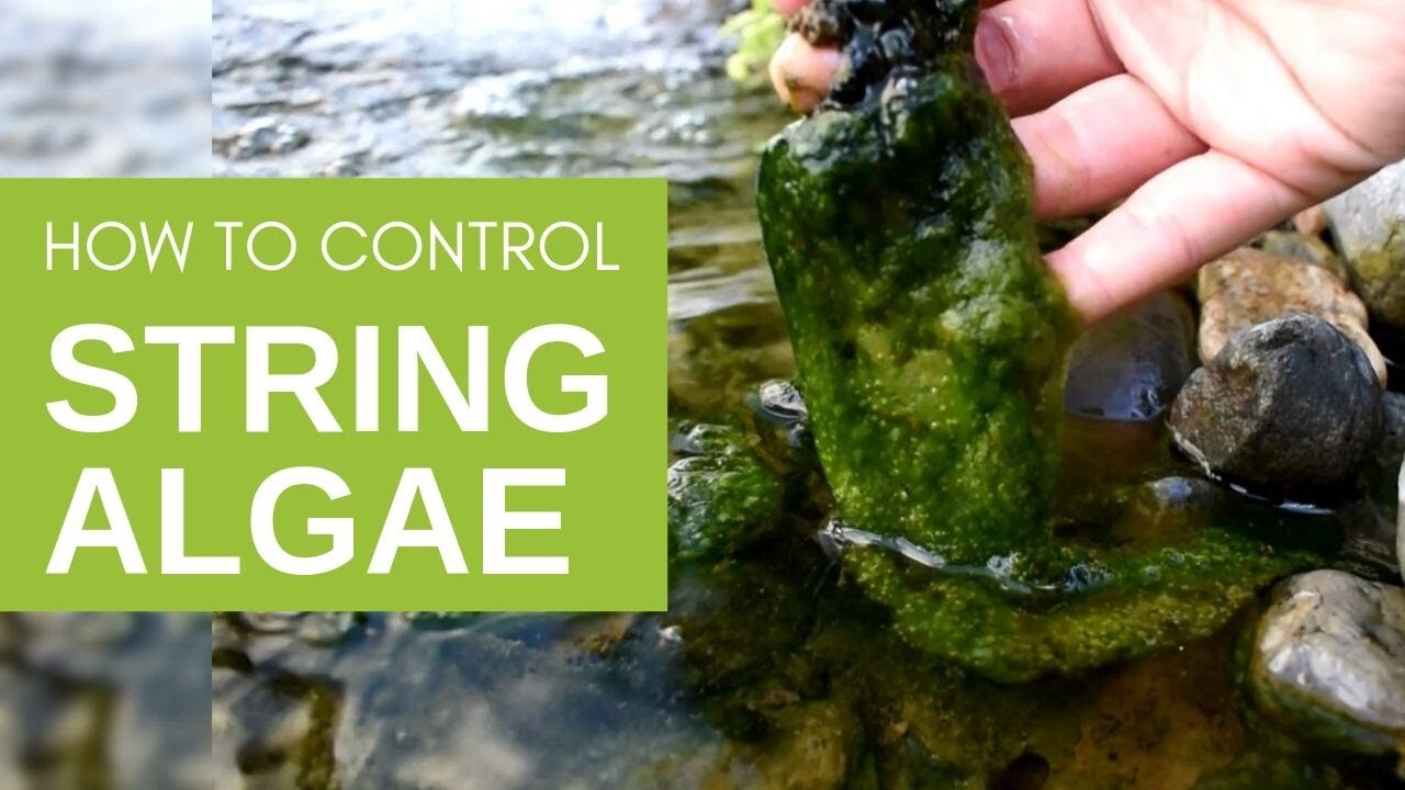 Get Rid of String Algae