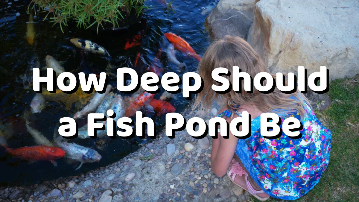 How Deep Should a Fish Pond Be
