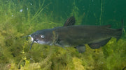 How Many Catfish Should Be in a Pond