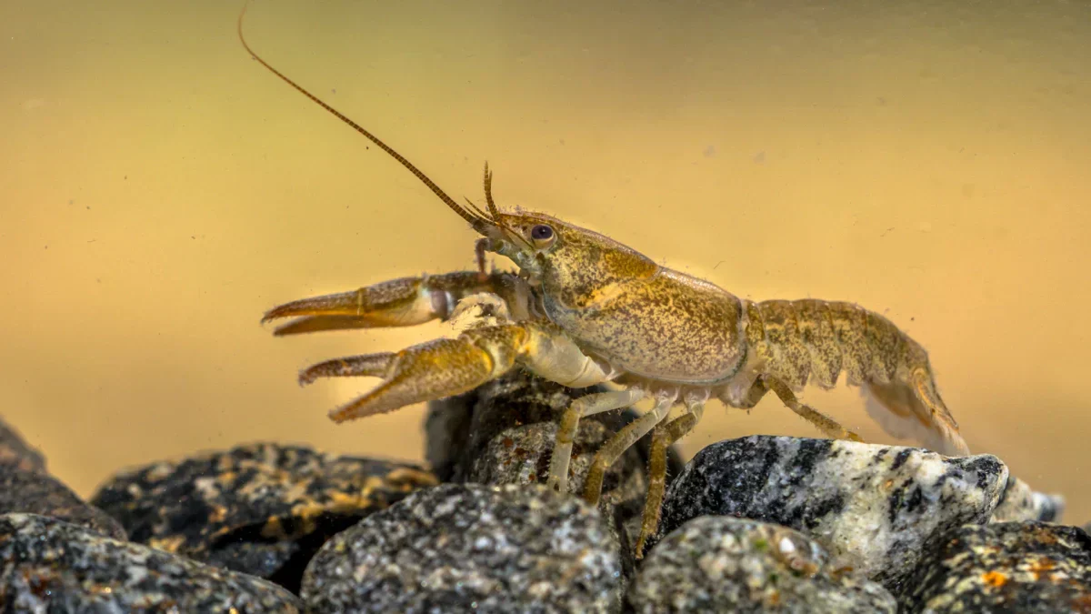 How to Deal with Crayfish in a Pond