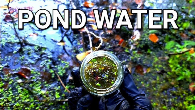 How to Get the Best Microscope Samples from Pond Water