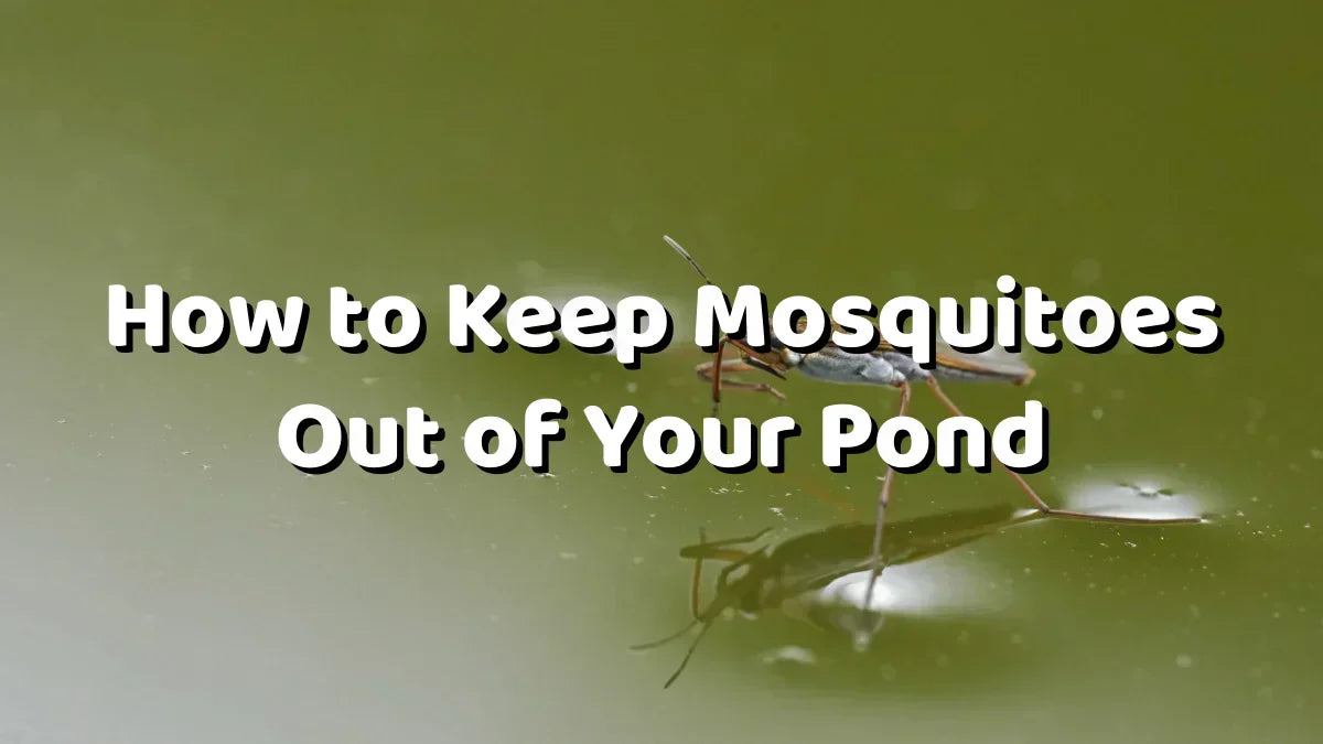 How to Keep Mosquitoes Out of Your Pond