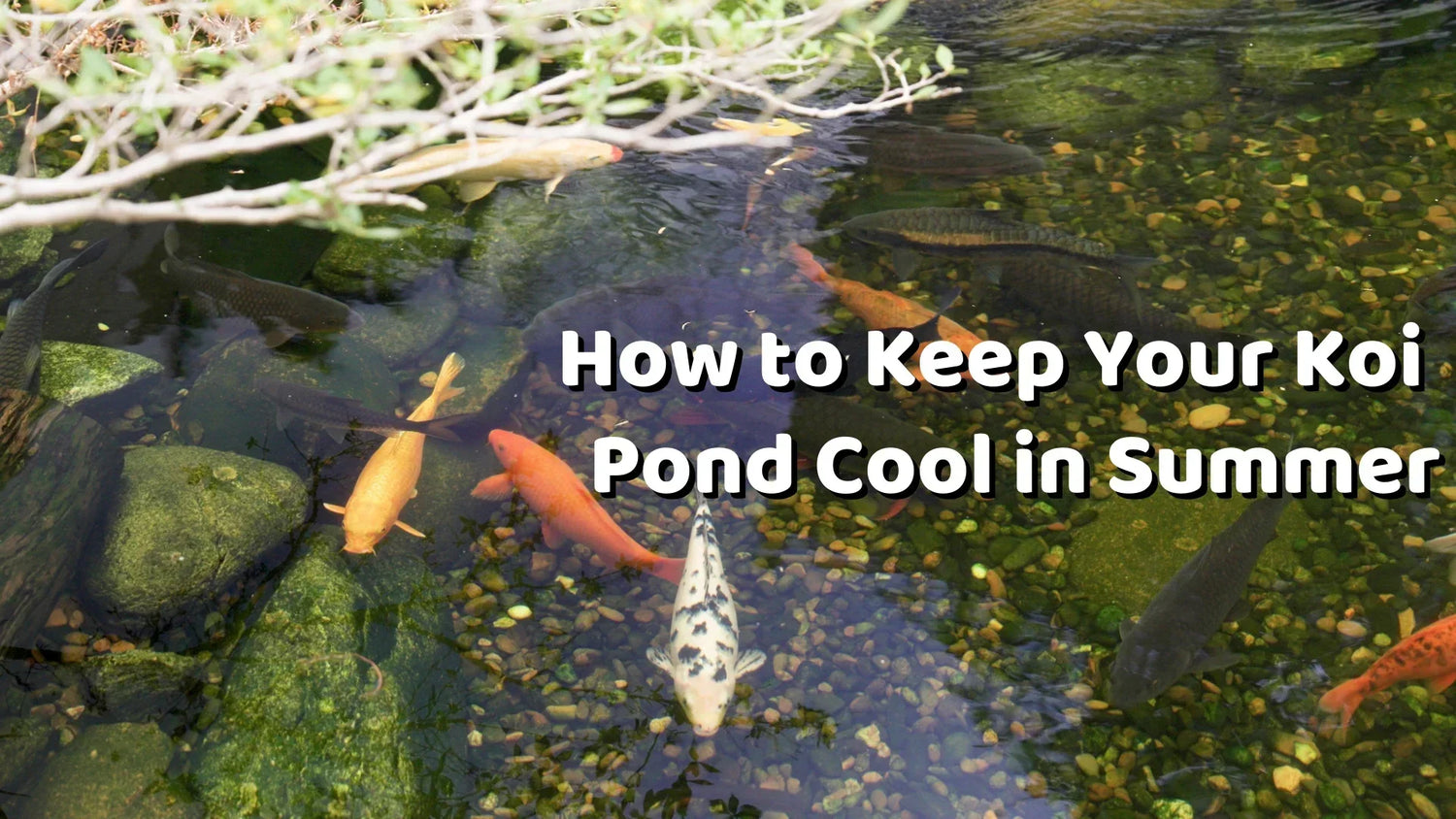 How to Keep Your Koi Pond Cool in Summer
