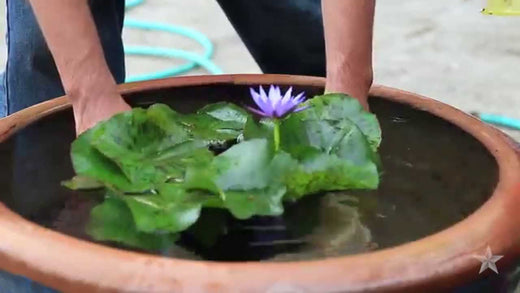 How to Plant a Waterlily: Mistakes to Avoid