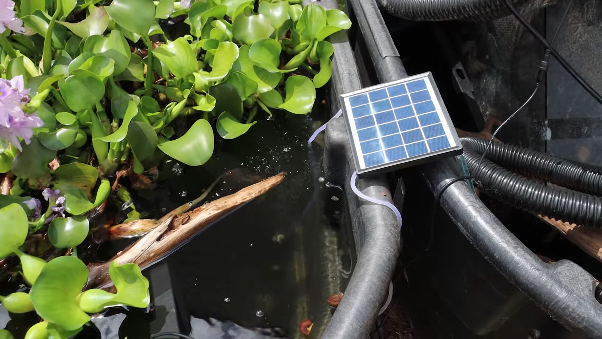 Start a New Journey of Cichlid and Catfish Farming