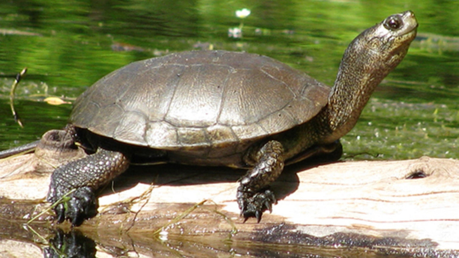 Fish and Wildlife: All About the Western Pond Turtle