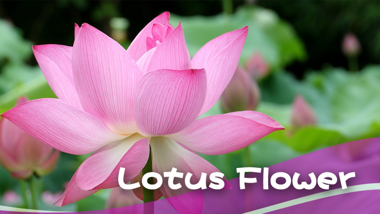 Understanding the Symbolism of the Lotus Flower Across Cultures