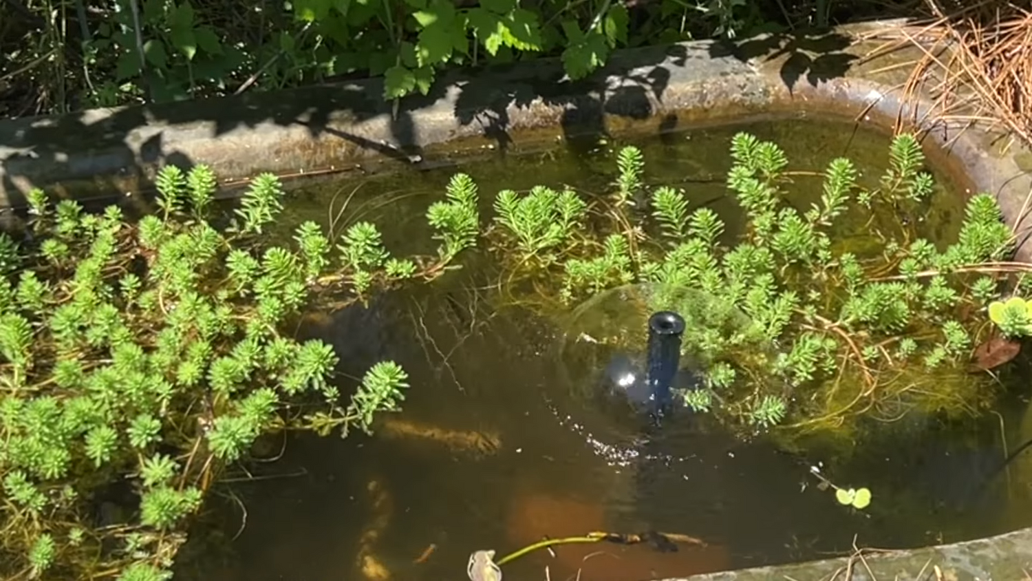 Creating a dreamy lotus pond: A complete record of the installation of Poposoap 20W solar fountain
