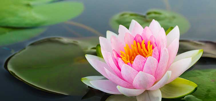 Pink Pond Flowers: A Guide to Adding Beauty to Your Water Garden