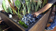 Plants for Bog Filters