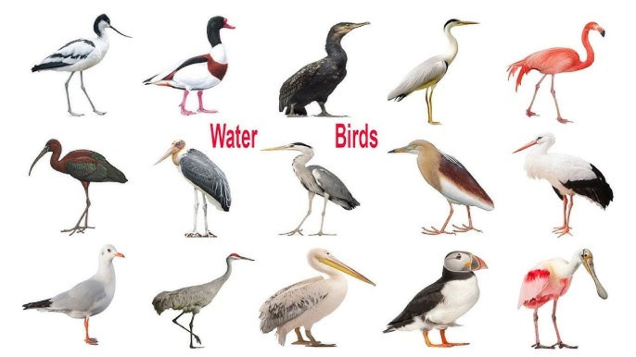 Pond Birds 101: Common Water Birds, Their Names & How to Spot Them