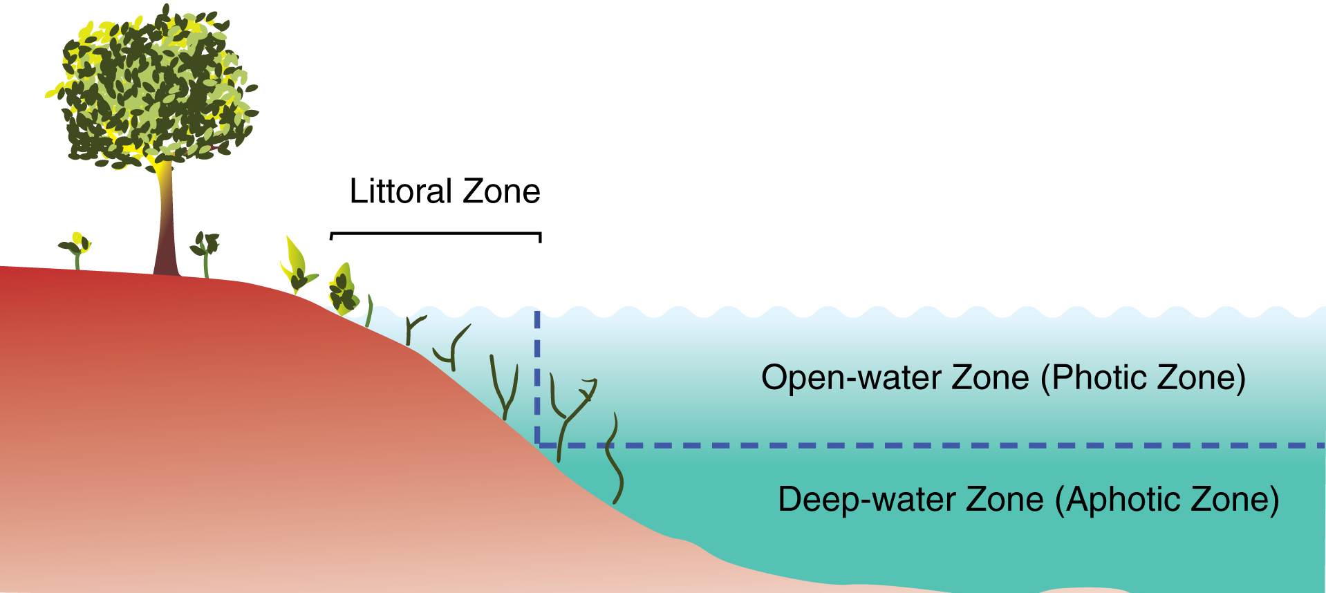 Limnetic Zone in a Pond: Key Facts About This Vital Habitat