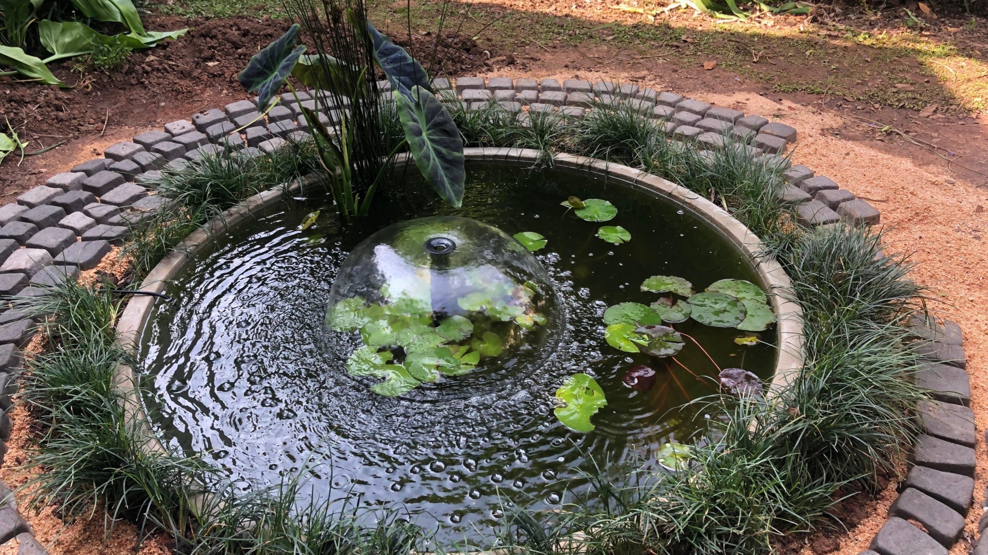 Small Clear Circles in Pond Water