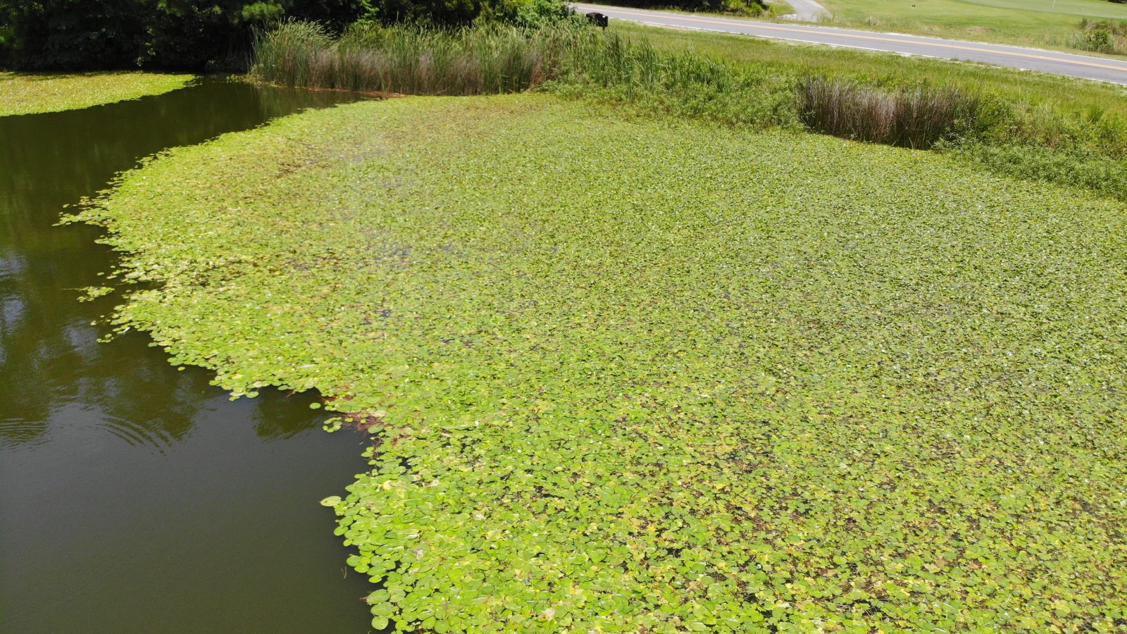 Effective Pond Algae Control: Tips and Solutions