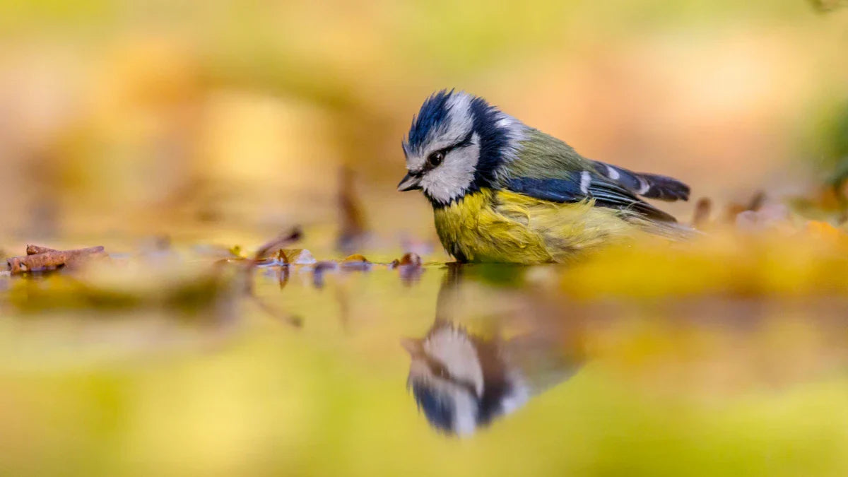 Why Has This Solar Fountain Pump Become the "Standard" for Bird Baths in American Backyards?