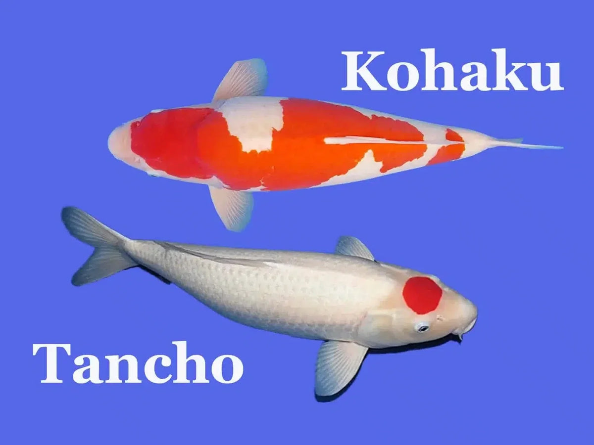 Titelbild Arten Kohaku Koi