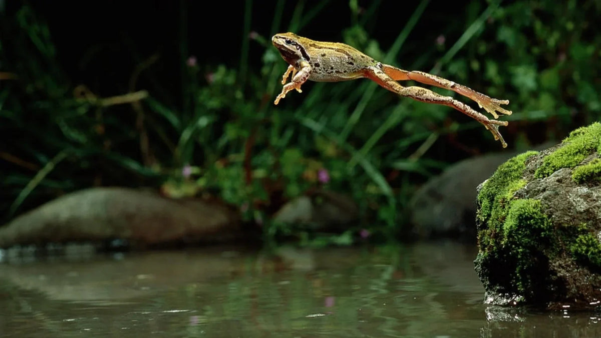 Titelbild Frosch Leaping in Teich