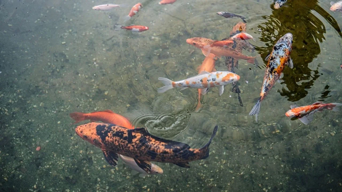 Titelbild Koi Goldfische Hybrids