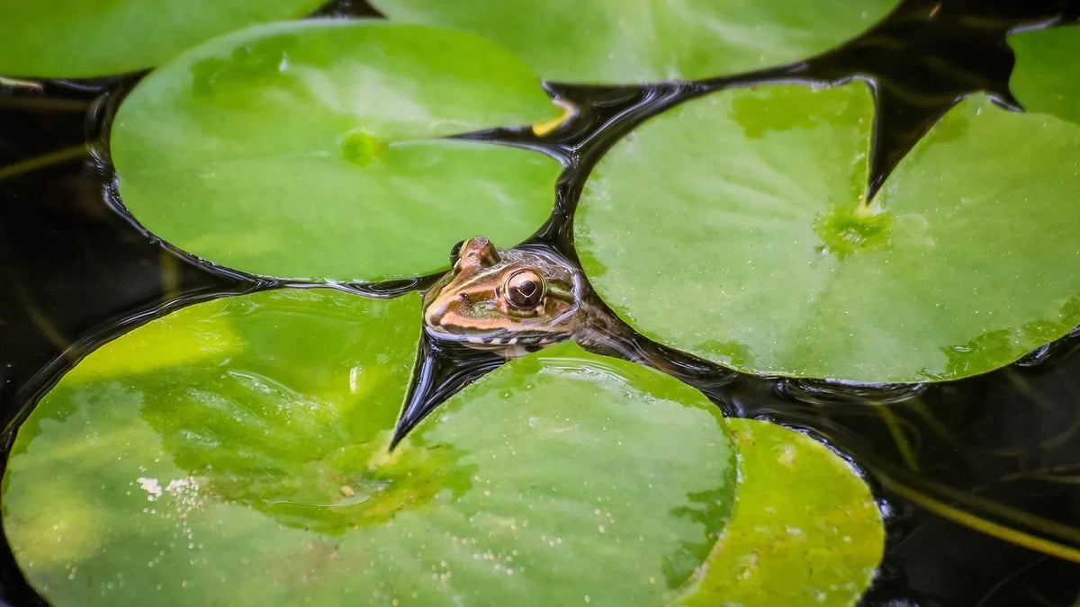 Titelbild Teich fuer Fische oder Froesche