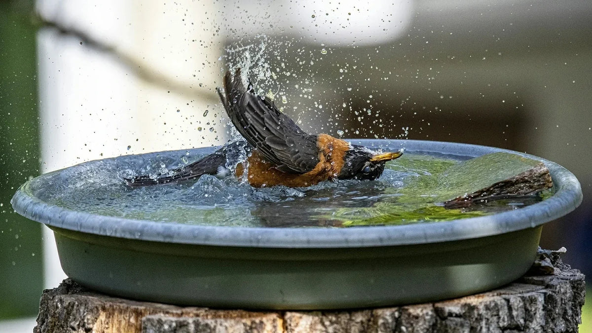 Titelbild Tipps fuer taking Vogel photos