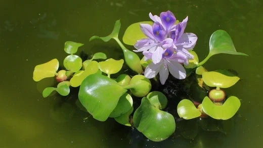 Titelbild Wasserhyazinthe