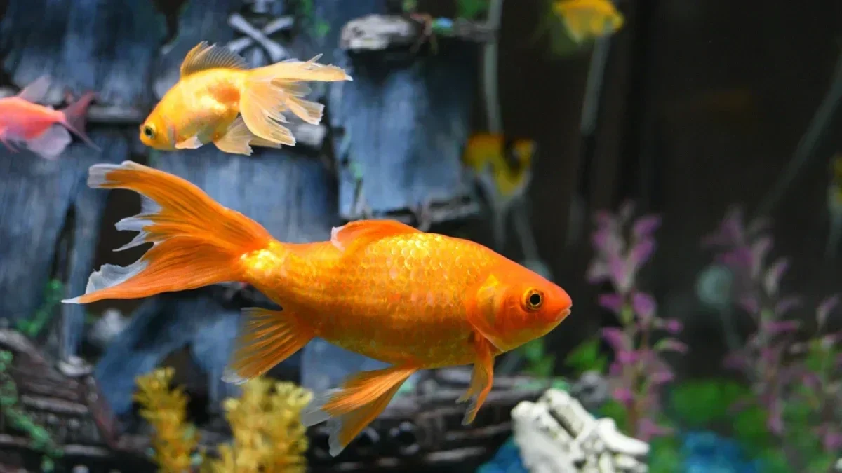 Titelbild bright Goldfische