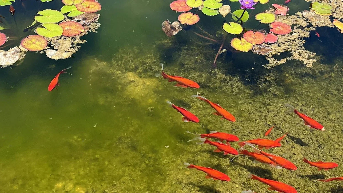 Titelbild keep Goldfische in klein Gartenteich
