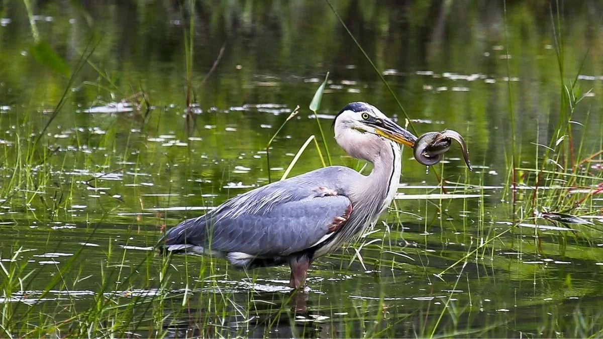 Titelbild was Do Herons fressen