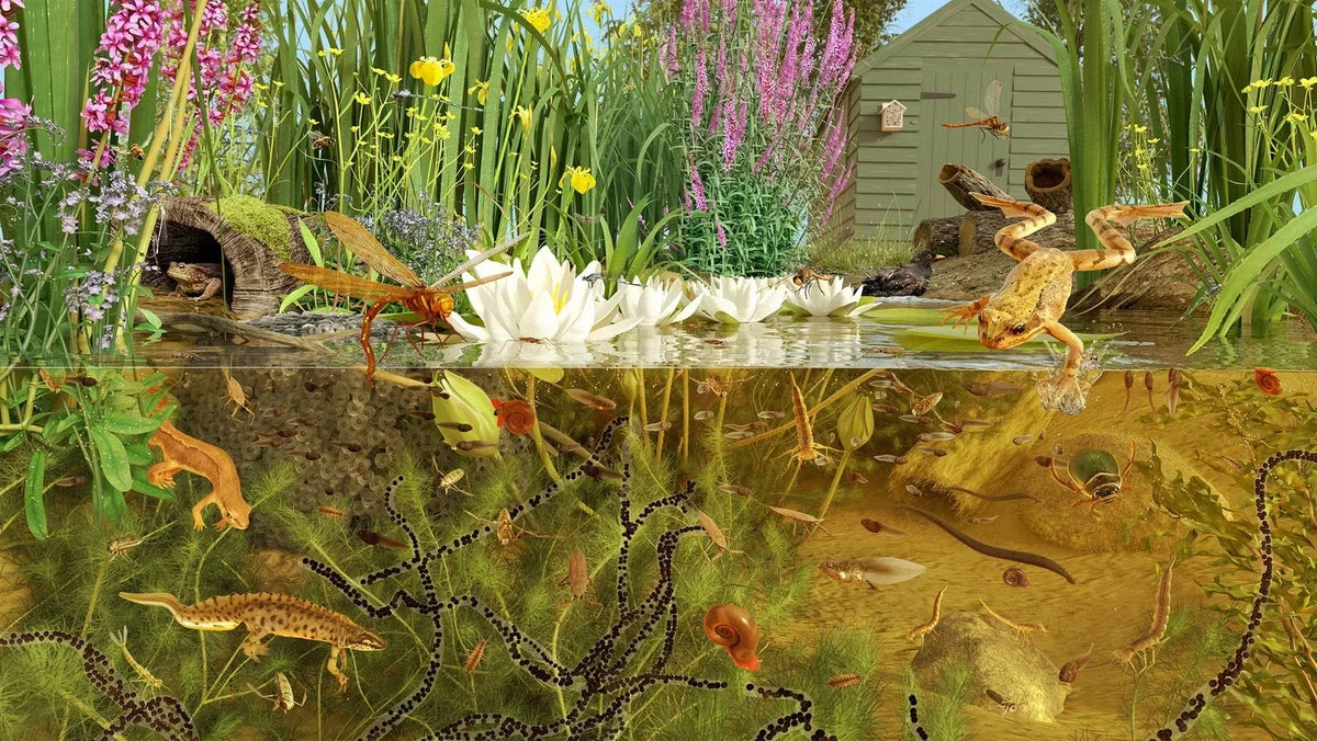 Titelbild was lives in Teich