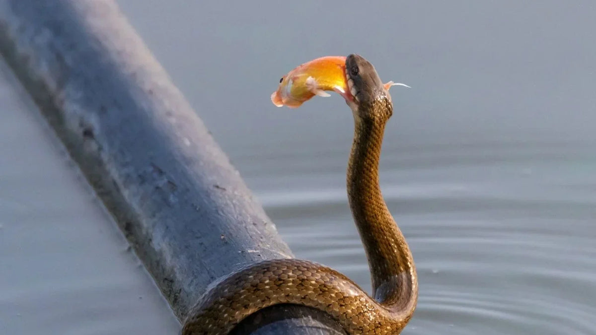 Titelbild wie Keep Snakes fernhalten Ihr Teich Tipps fuer Protecting Fische