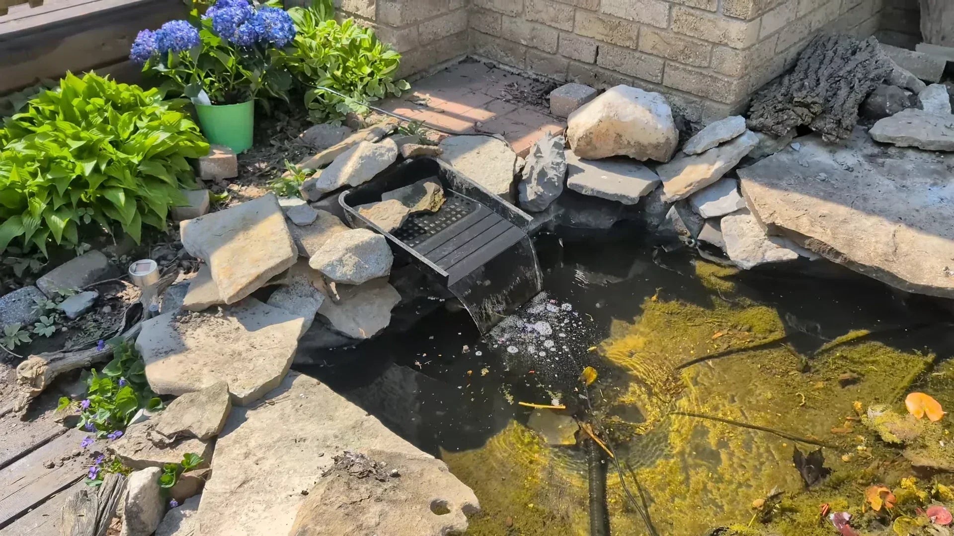 Pond Makeover: Freshen Up with Poposoap and Add Premium Red Goldfish