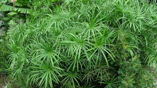 Umbrella Palm: The Plant That Keeps on Giving