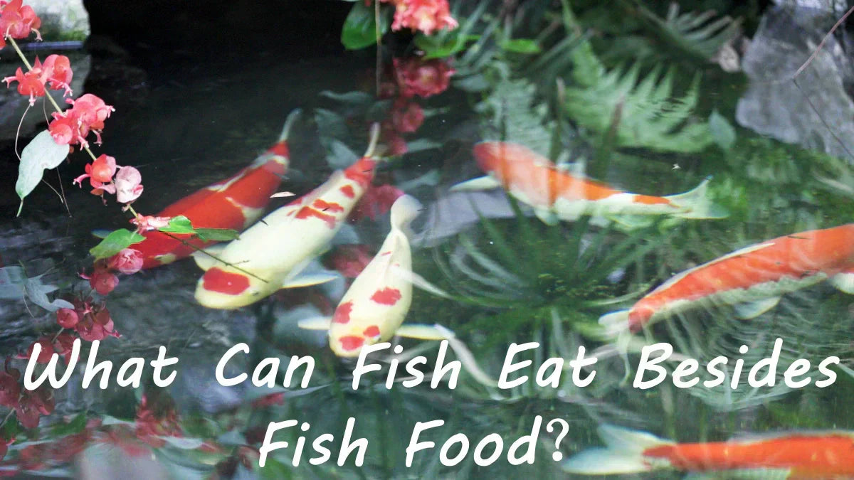 What Can Fish Eat Besides Fish Food