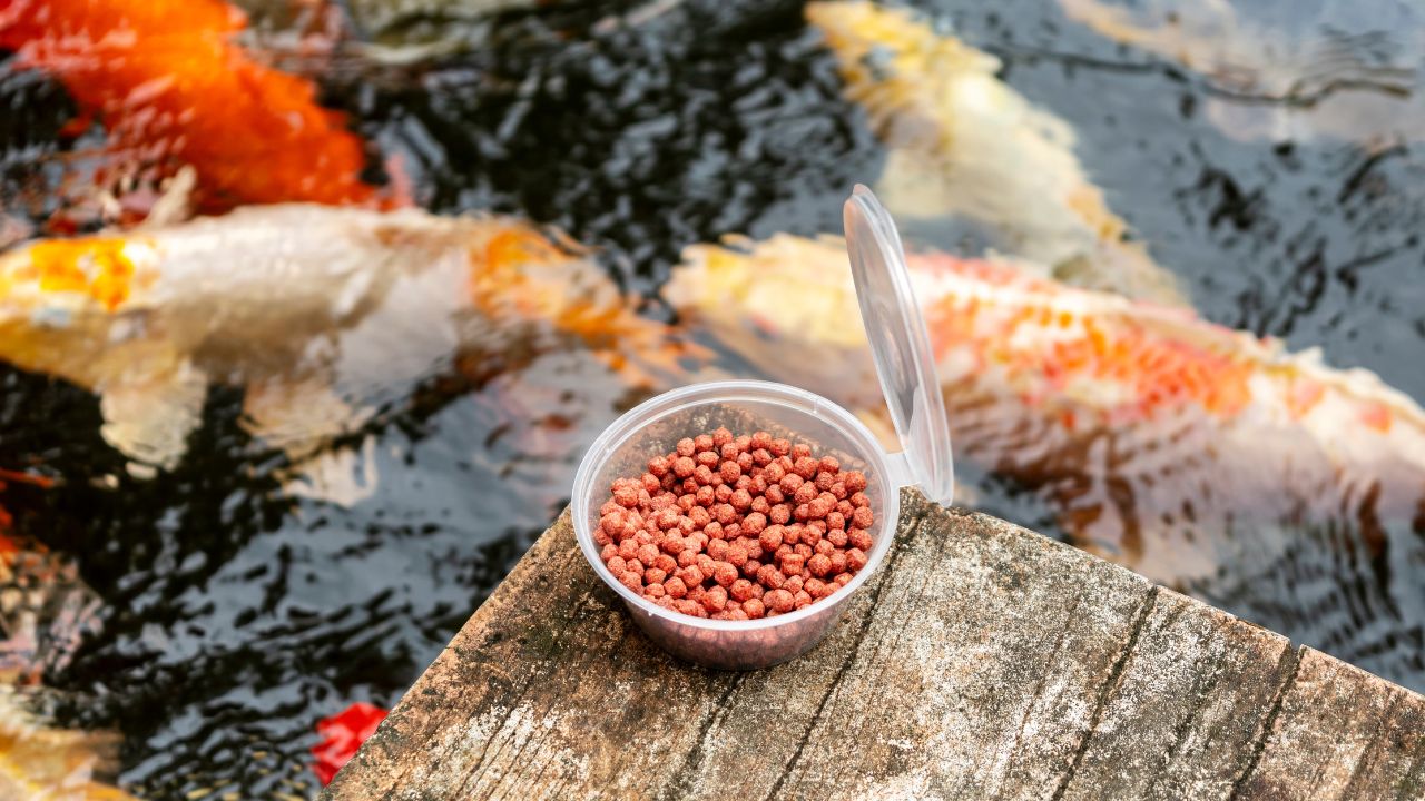 What to Feed Pond Fish: A Seasonal Feeding Guide