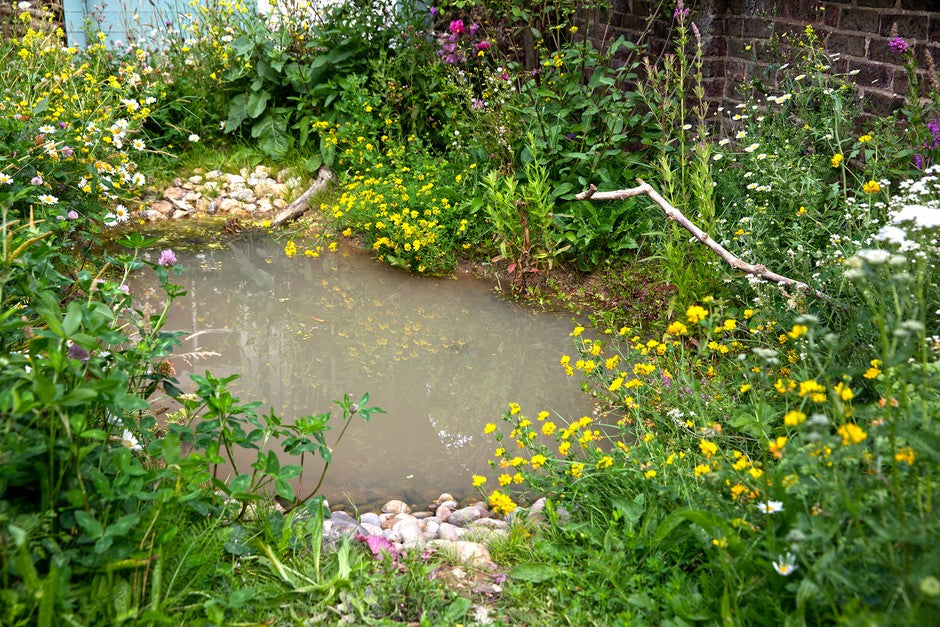 How to Create and Maintain a Wildlife Pond