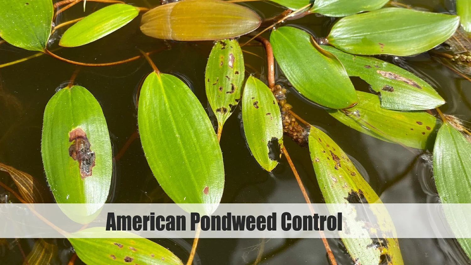 american pondweed control