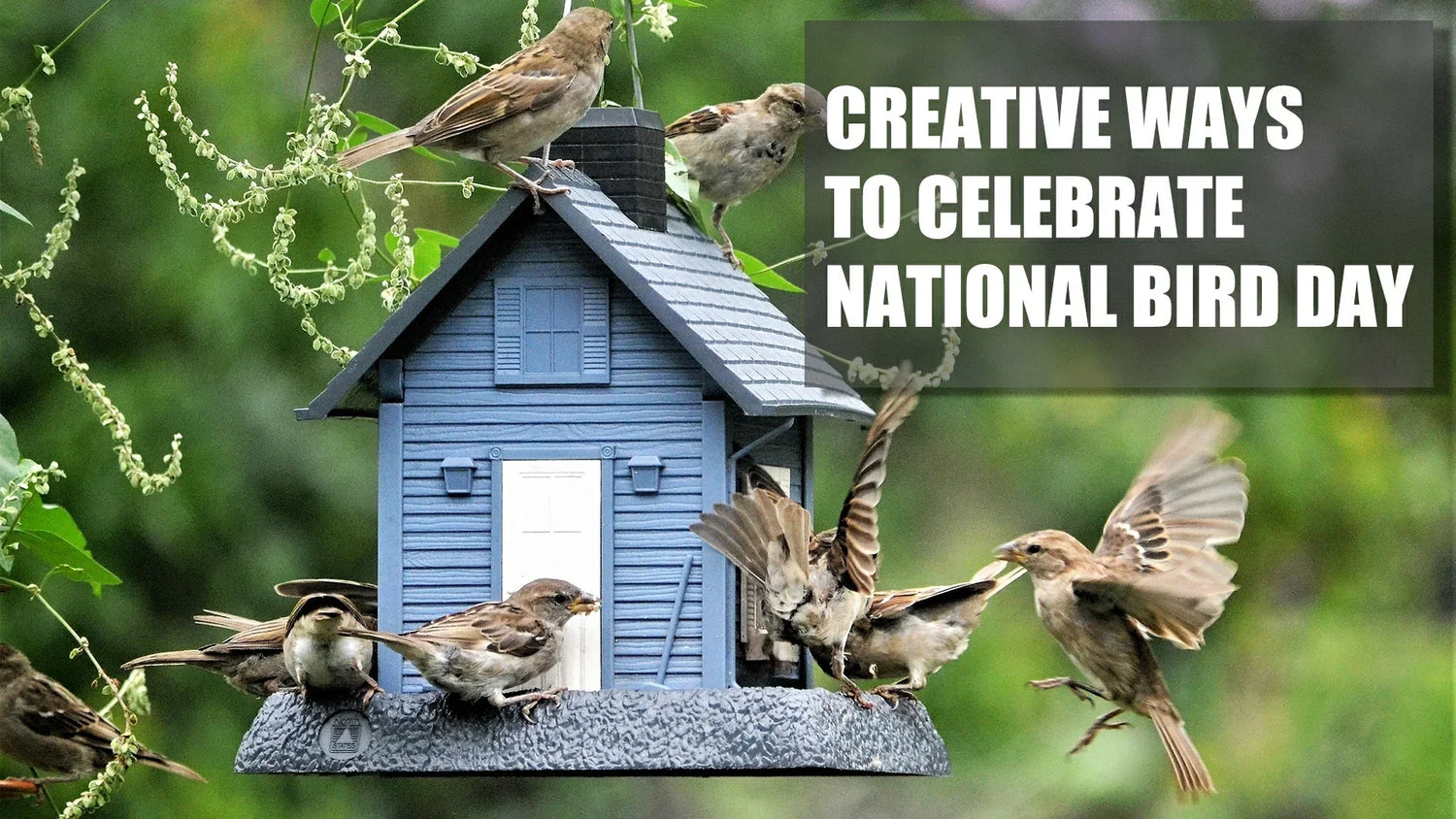 creative ways to celebrate national bird day