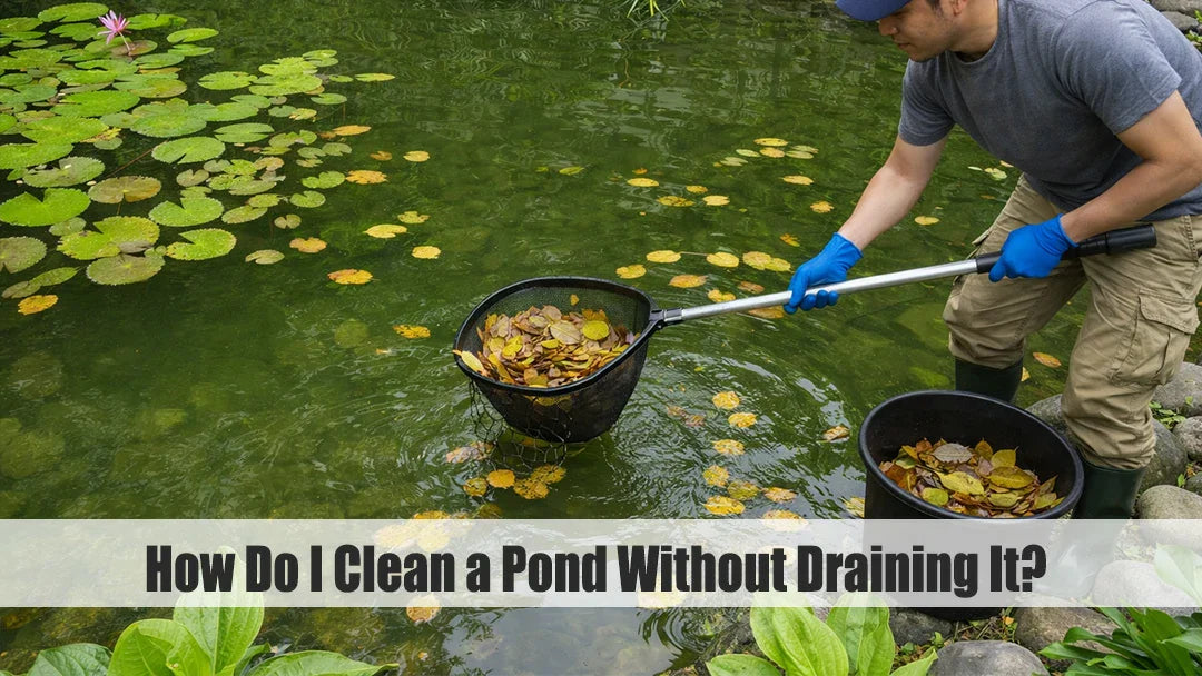 how to clean a pond with fish