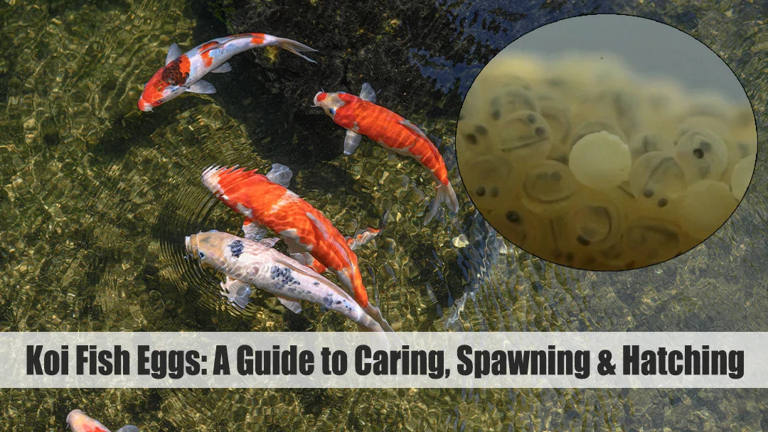 koi fish eggs