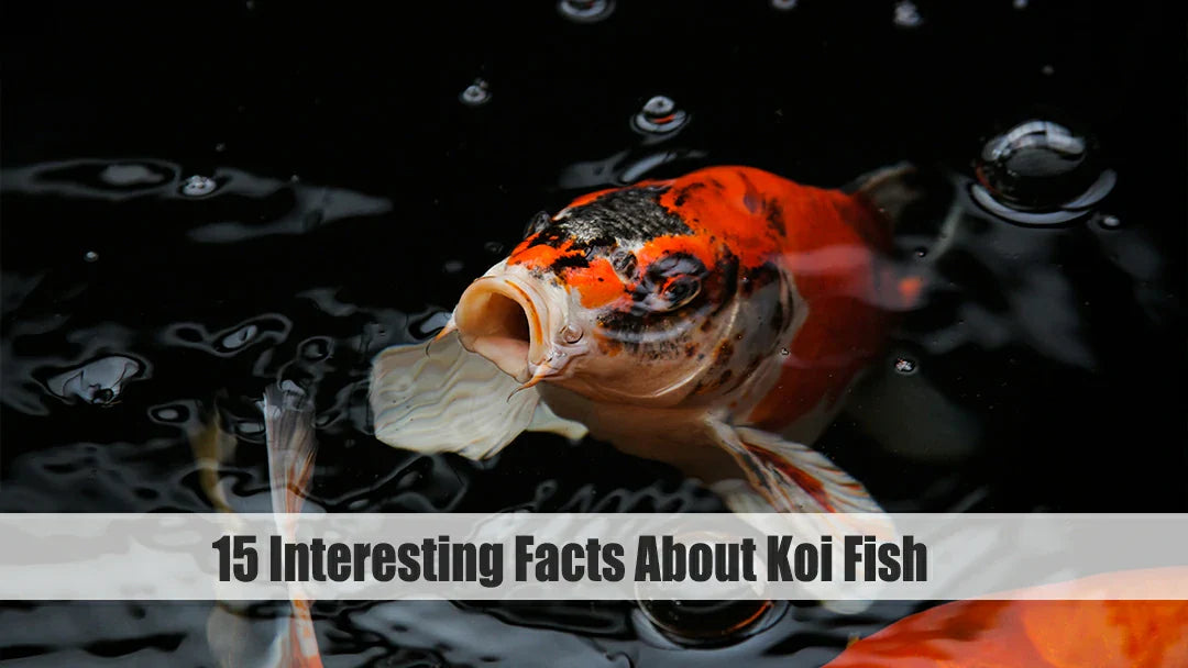 koi fish facts