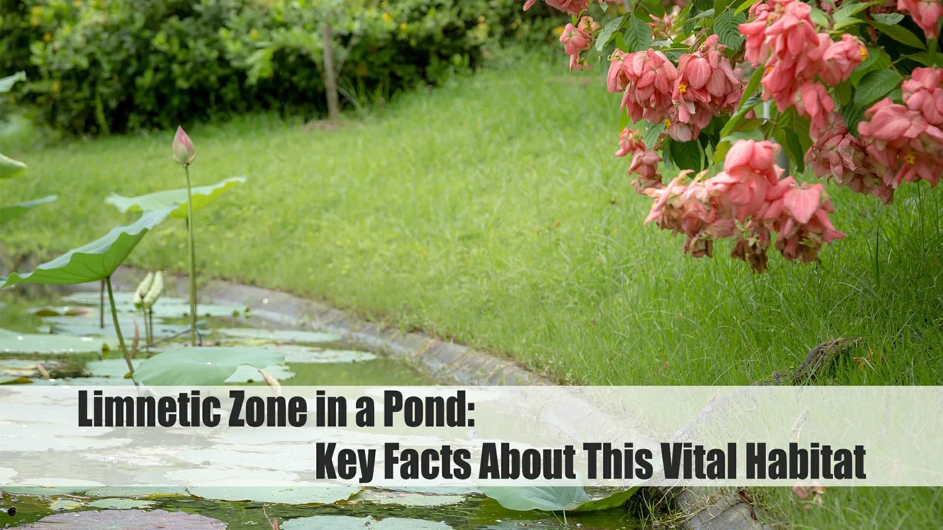 limnetic zone in a pond key facts about this vital habitat