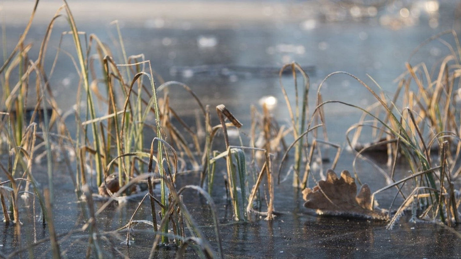 Do Plants in a Frog Pond Survive During Winter