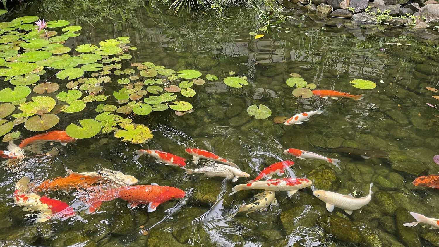 secret life of koi what they need in a pond