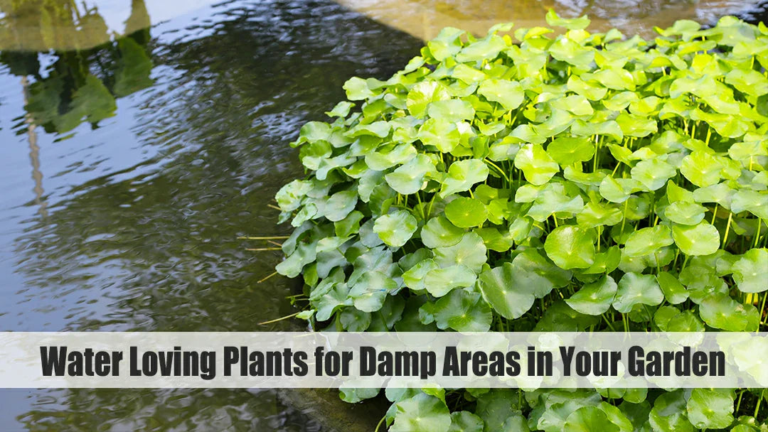 water loving plants in your garden
