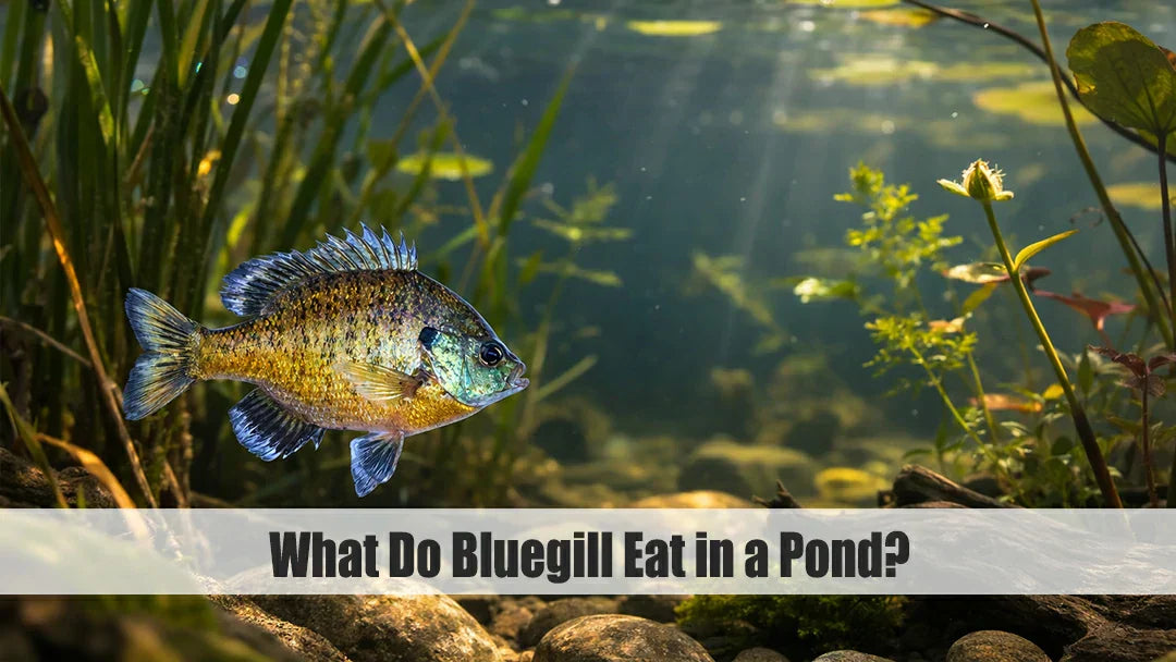 what do bluegill eat